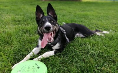 What Are The Essential Commands That A Puppy Should Learn?