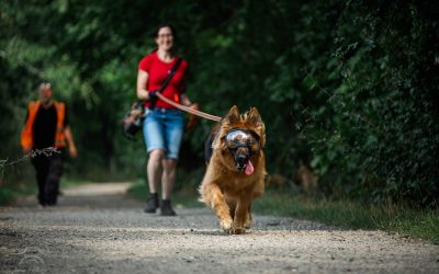 Loose Leash Walking Made Easy: A Guide to Effective Leash Training