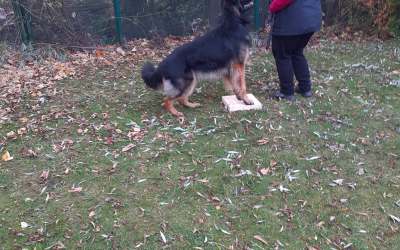Why is Recall Training Important to Keep Your Dog Safe and Healthy?