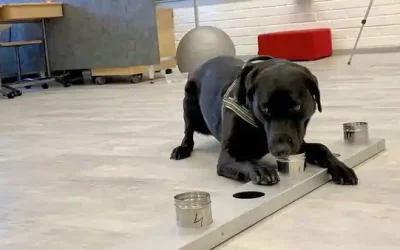 Essential Puppy Training: Key Lessons Every Puppy Should Learn