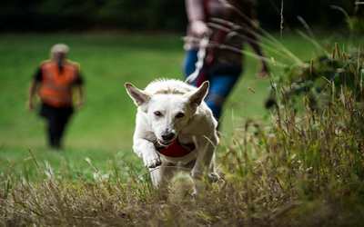 Five Tips to Boost Your Pet’s Behaviour Before Training