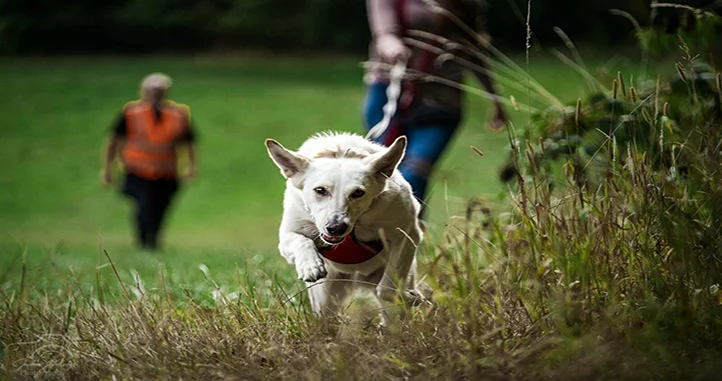 Five Tips to Boost Your Pet’s Behaviour Before Training